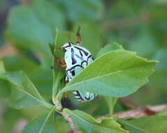 Image of flower chafers (beetles)