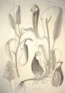 Image of Raffles' pitcher plant