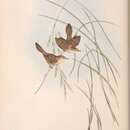 Image of Cisticola exilis lineocapilla Gould 1847