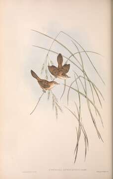 Image of Cisticola exilis lineocapilla Gould 1847