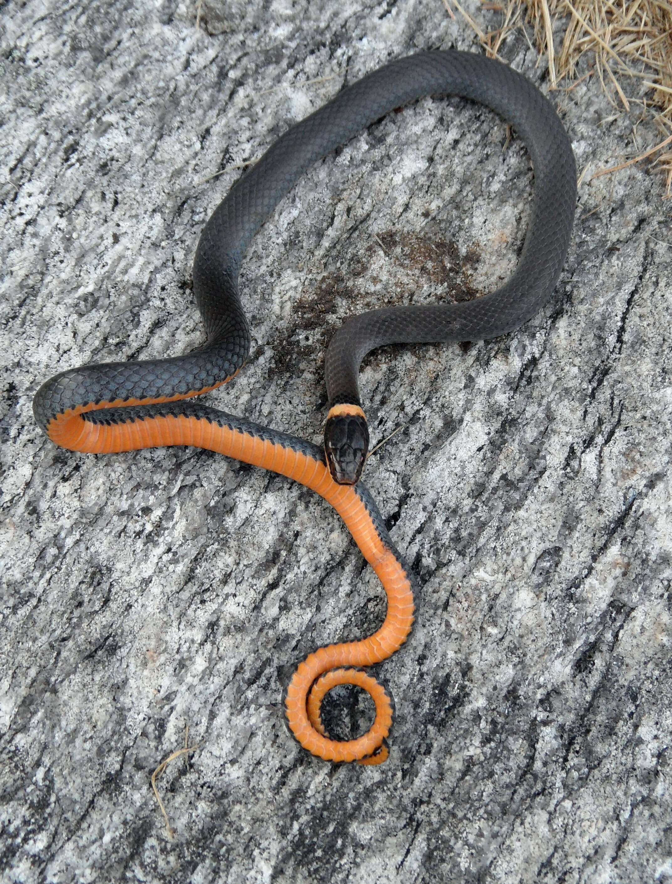 Image of ringneck snake