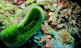 Image of Yellow encrusting ascidian