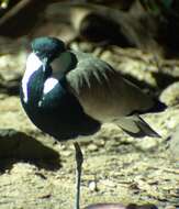 Image of Lapwing