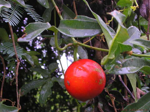 صورة Trichosanthes tricuspidata subsp. tricuspidata