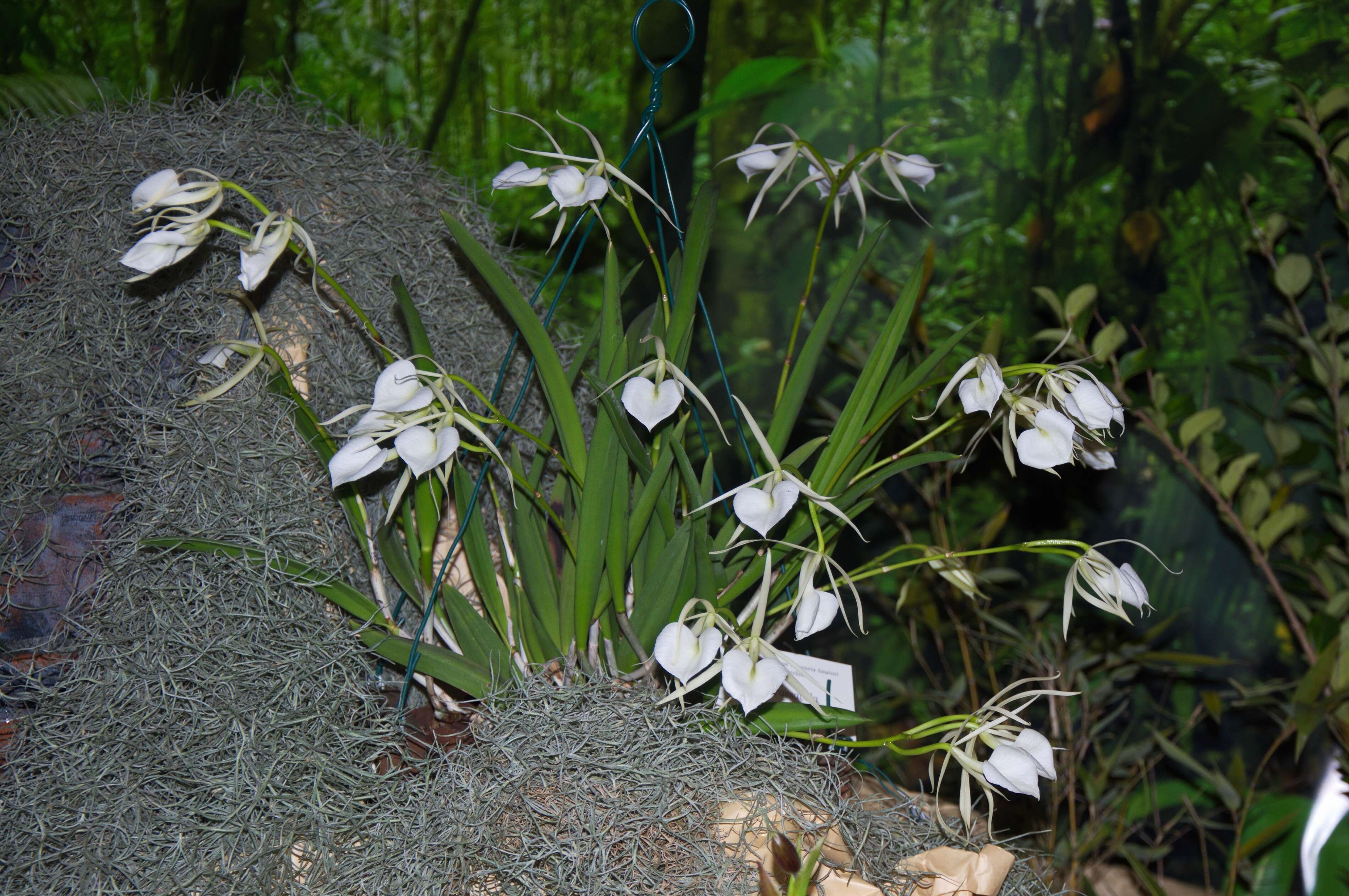 Imagem de Brassavola