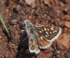 Image of Small Checkered Skipper