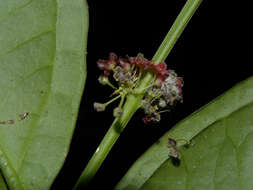 Image of crossopetalum