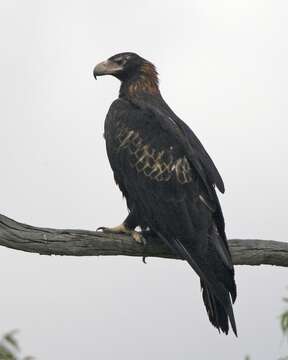 Image of Aquila audax audax (Latham 1801)