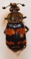 Nicrophorus (Nicrophorus) tomentosus (Weber 1801) resmi