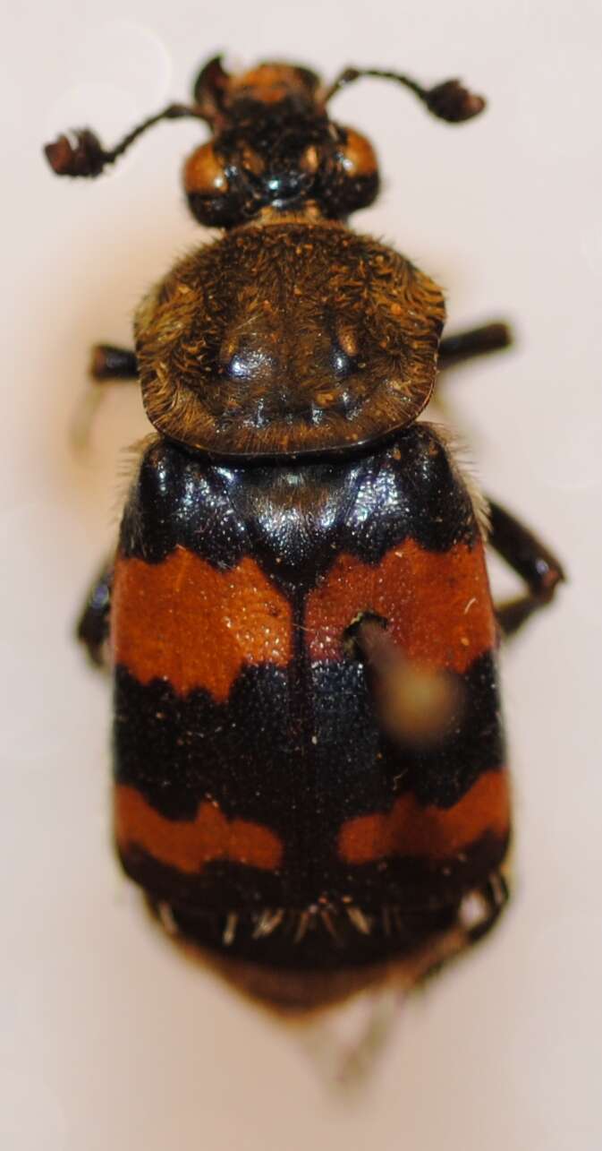 Image of Sexton Beetles