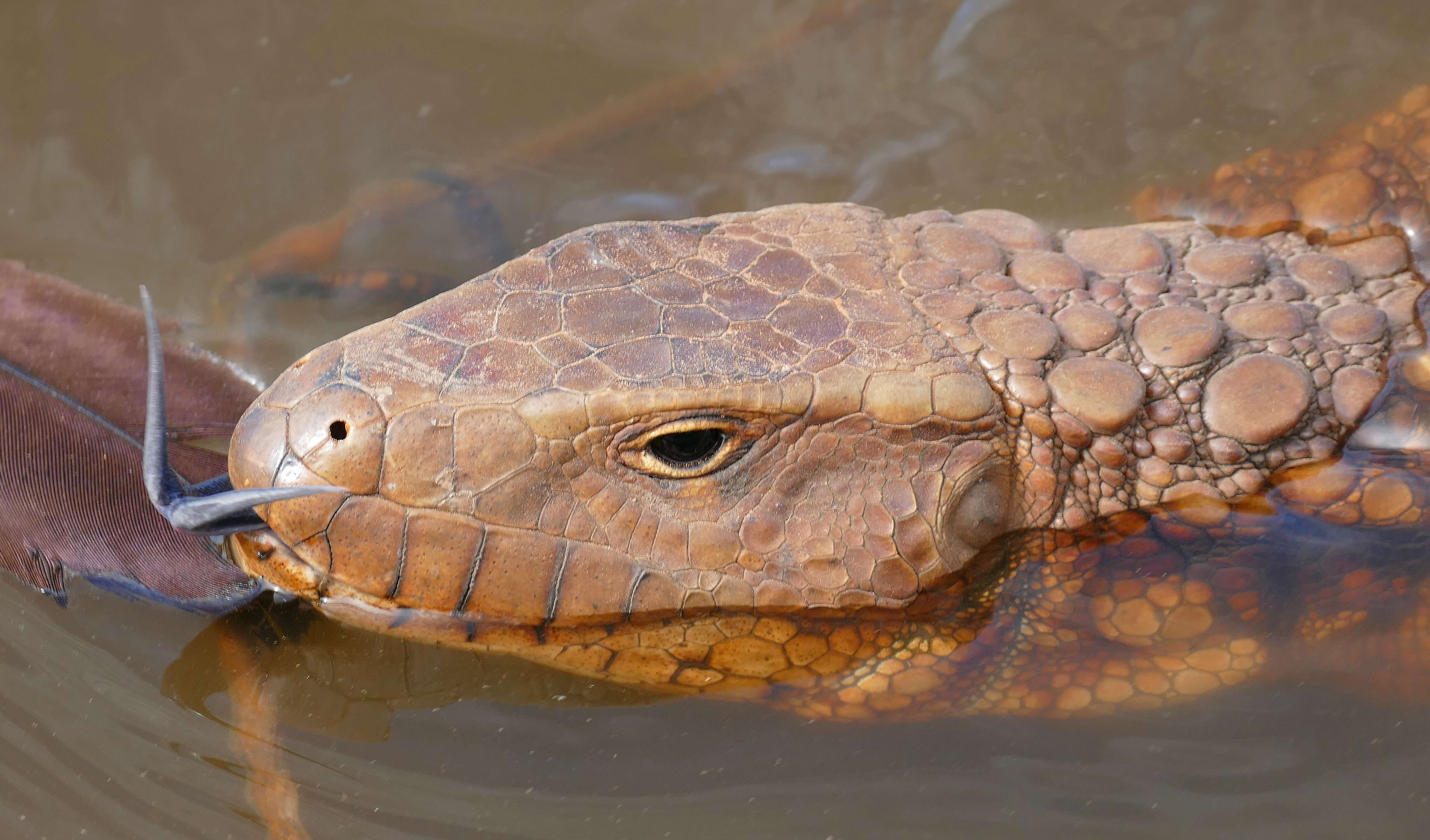 Image of Paraguay Caiman Lizard