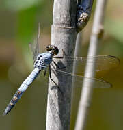 Image de Nesciothemis farinosa (Förster 1898)