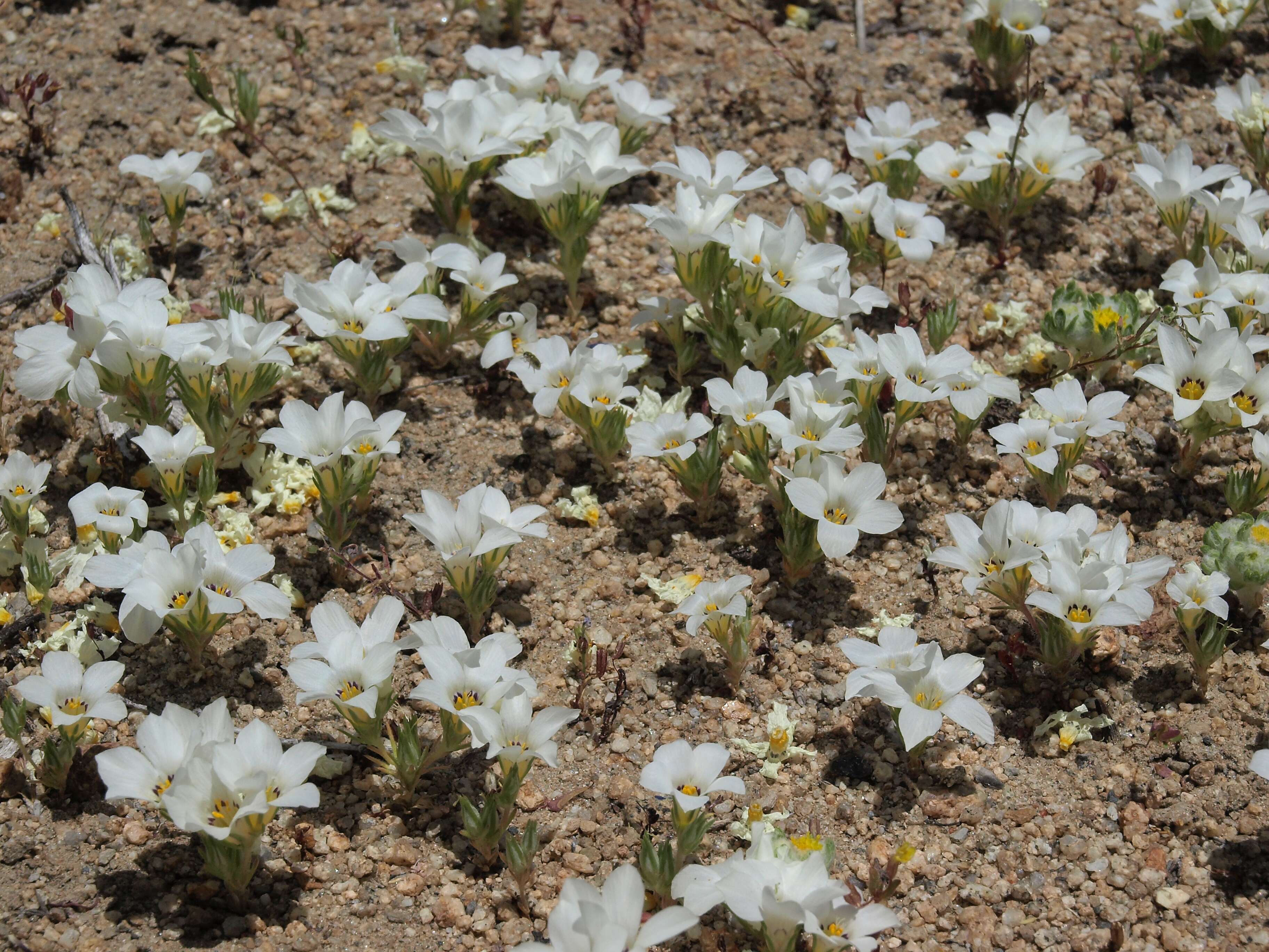 Image of sandblossoms