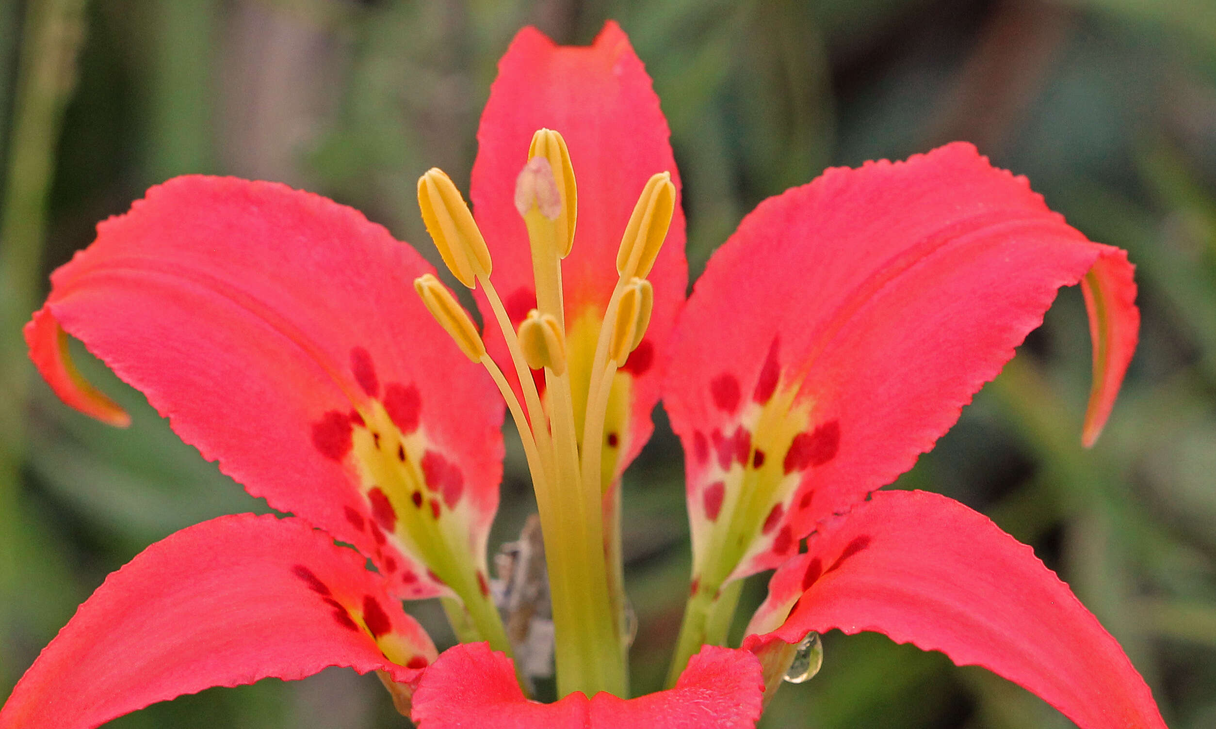 Image of pine lily