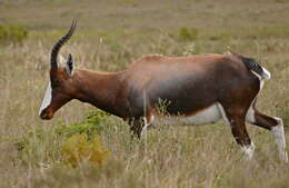 Image of Blesbok