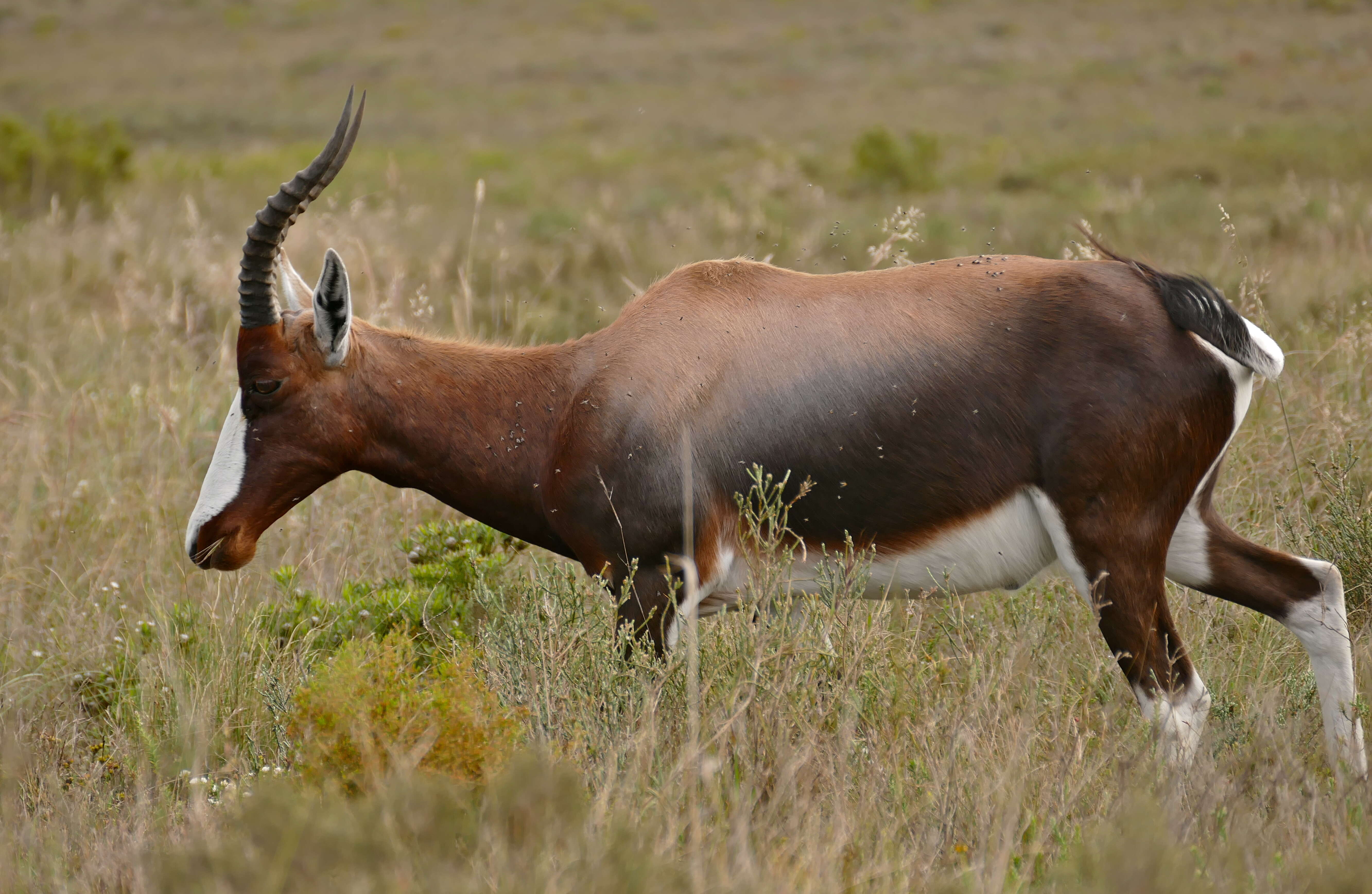 Image of Blesbok