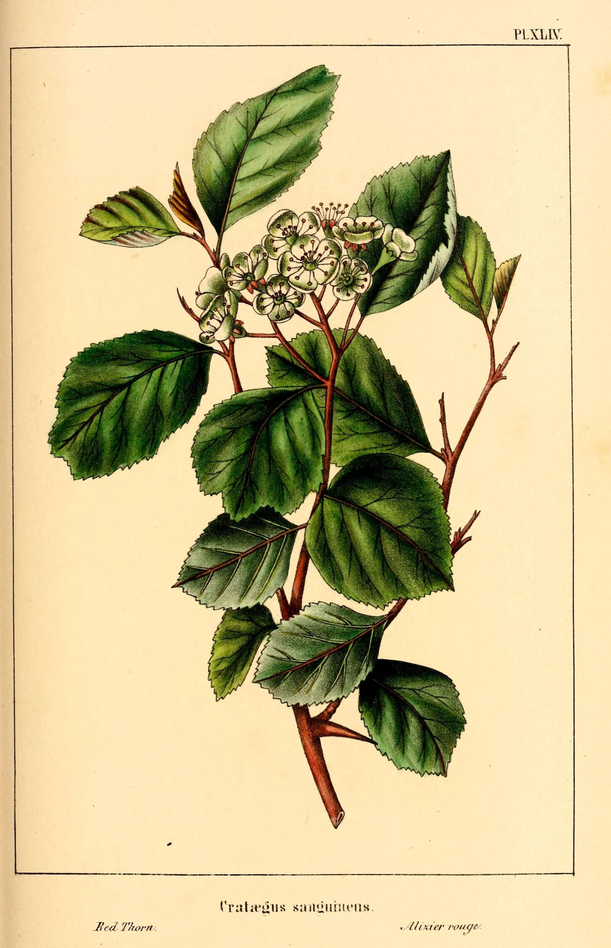 Image of Crataegus sanguinea Pall.