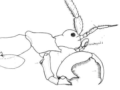 Image of Paracaprella Mayer 1890