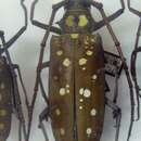 Image of Batocera victoriana Thomson 1856