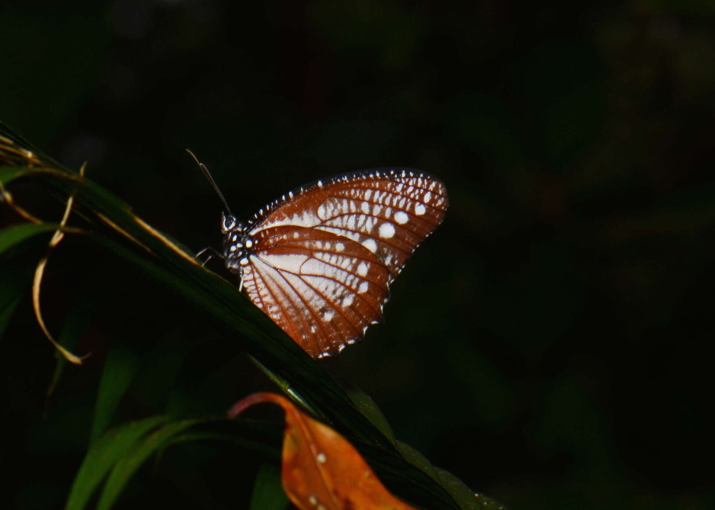 Imagem de Lepidoptera