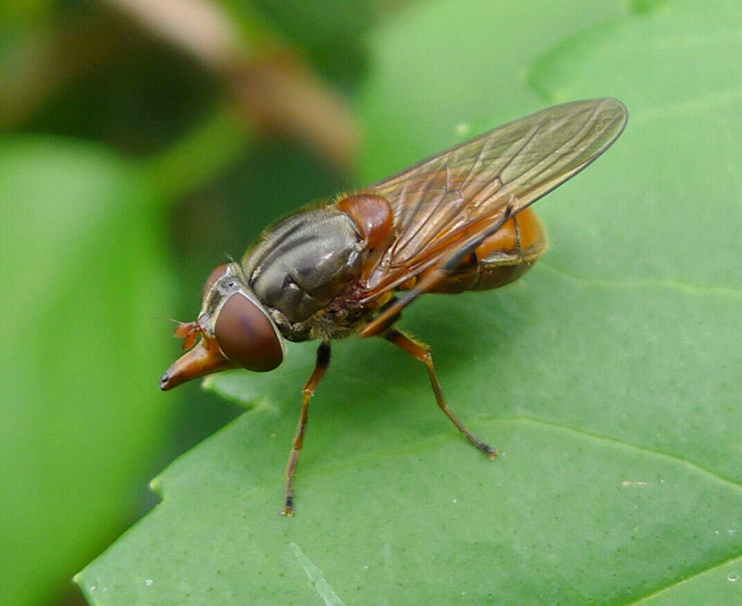 Image of Rhingia campestris Meigen 1822