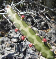 Image of Red-flowered euphorbia