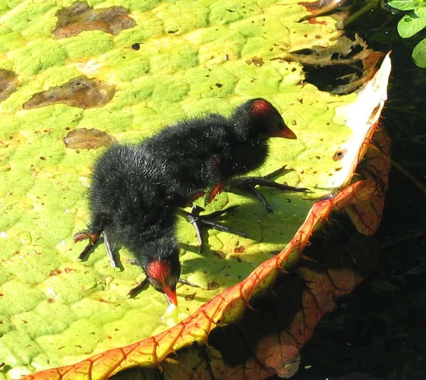 Image of Common Moorhen