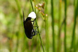 Image of Tabanus atratus Fabricius 1775