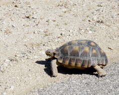 Image of desert tortoise