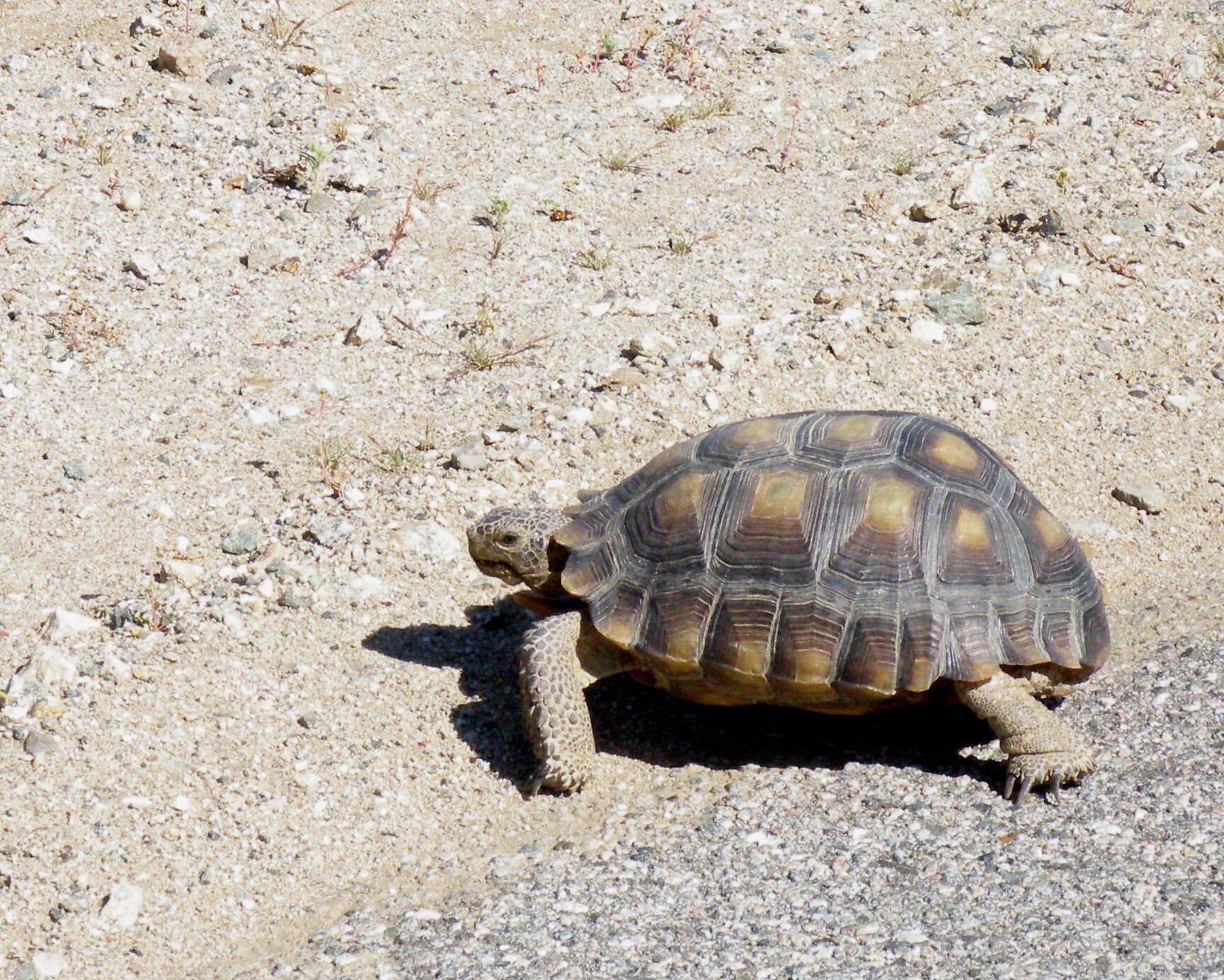 Image of Gopher Tortoises