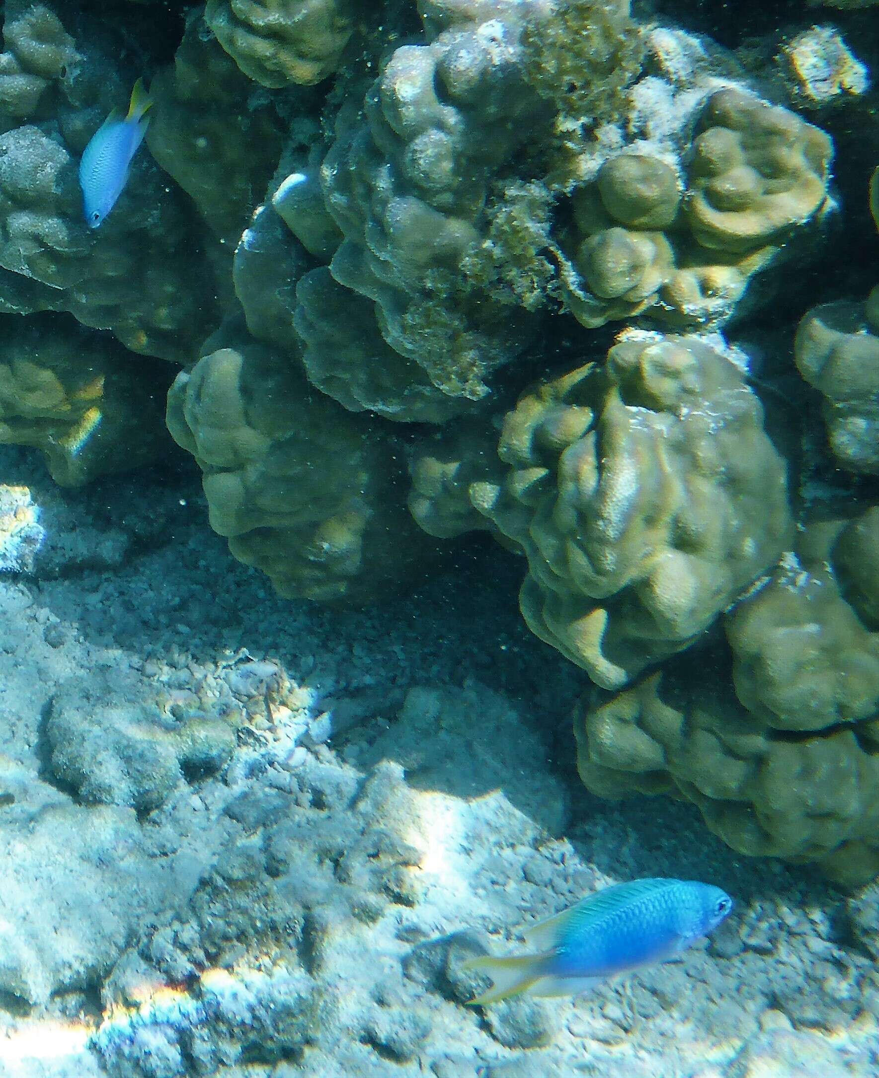 Image of Blue damsel