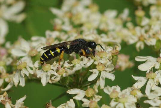 Image of Crabro cribrarius (Linnaeus 1758)