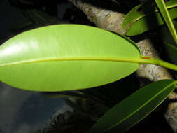 Image of calophyllum