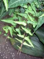 Image of Hedera nepalensis K. Koch