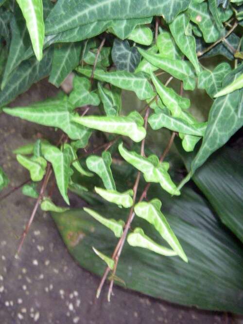 Hedera nepalensis K. Koch resmi