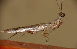 Image of tarachodid mantises