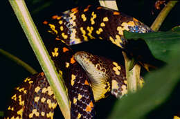 Image de Siphlophis Fitzinger 1843