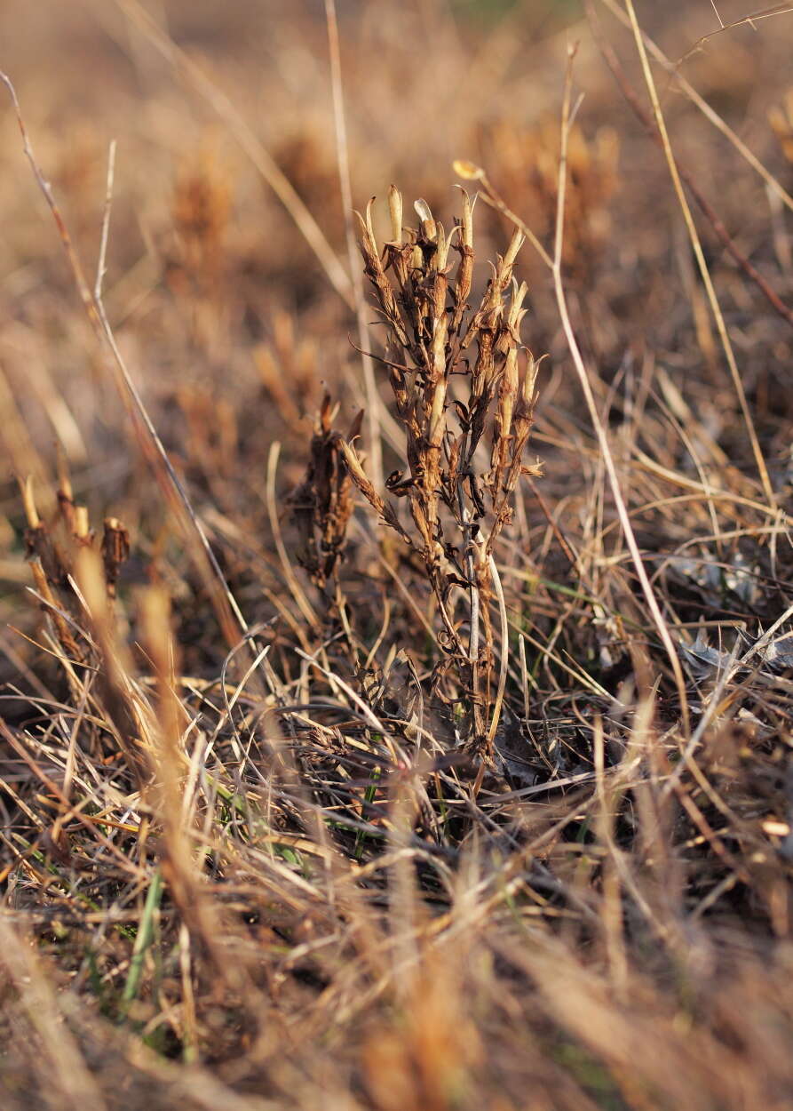 Image of Gentianella austriaca (A. & J. Kern.) Holub