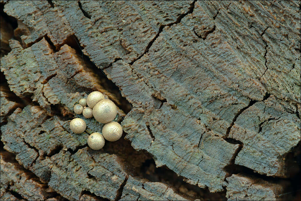 Imagem de Lycogala epidendrum