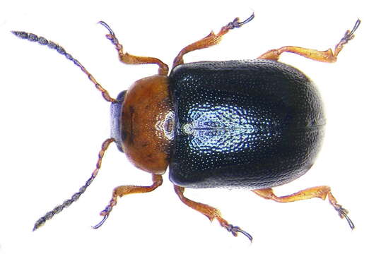 Image of Gastrophysa (Gastrophysa) polygoni (Linnaeus 1758)