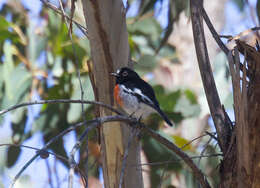 Image of Petroica Swainson 1829