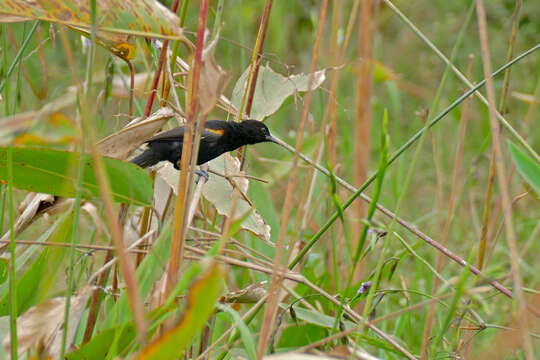 Imagem de Icterus cayanensis (Linnaeus 1766)