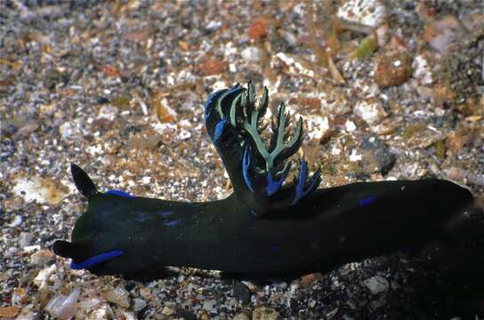 Image of Morose black and blue slug