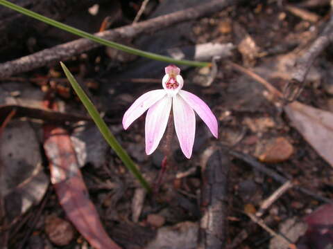 Image of Dusky fingers orchid