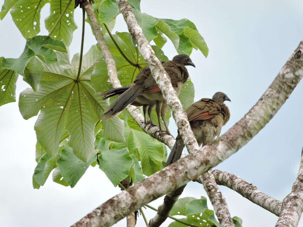 Image of Gray-headed Chachalaca