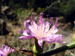 Image of chicoryleaf wirelettuce