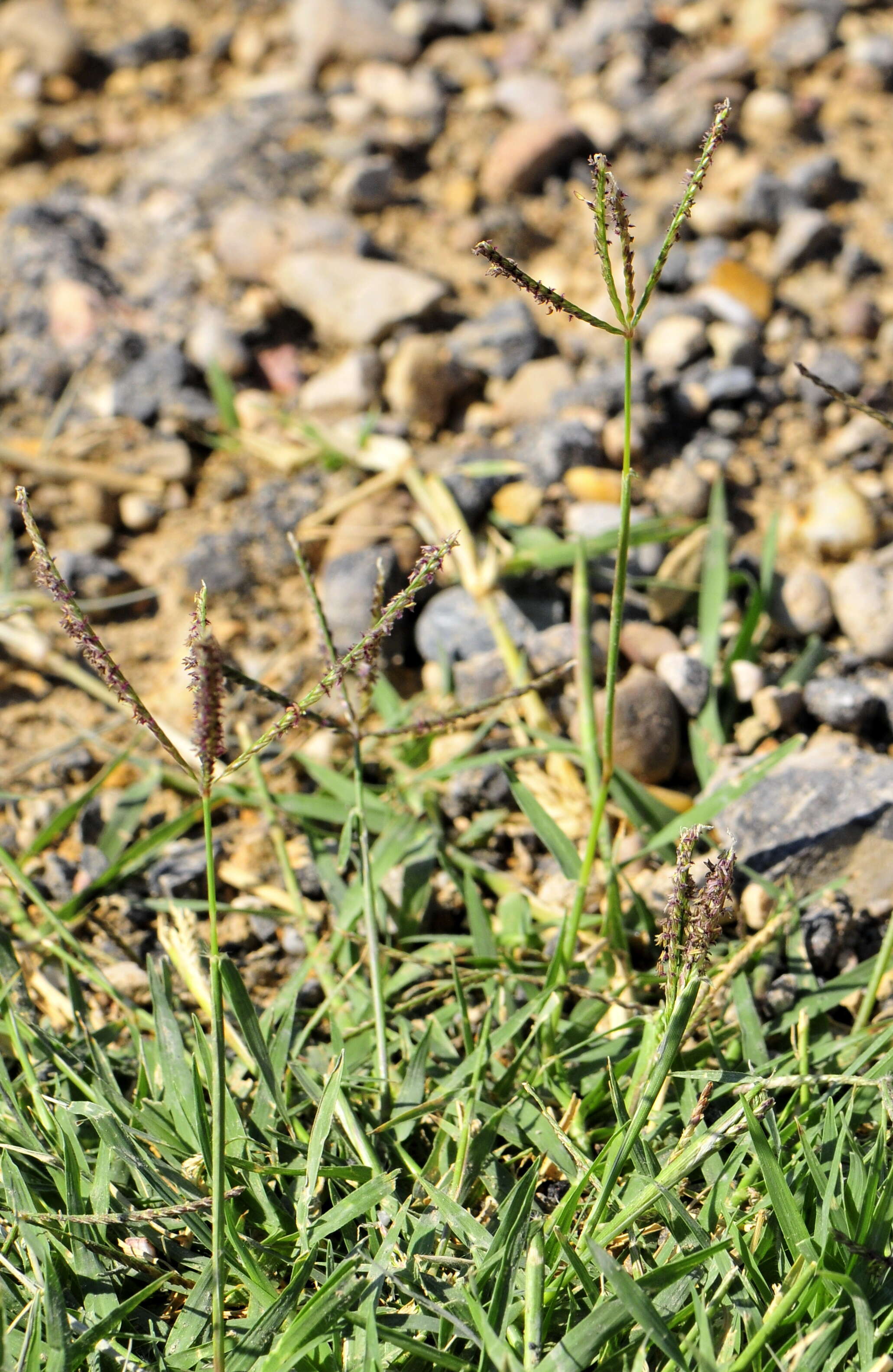 Image of Bermudagrass