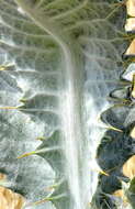 Image of cottonthistle