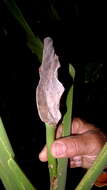 Image of Adanson's monstera