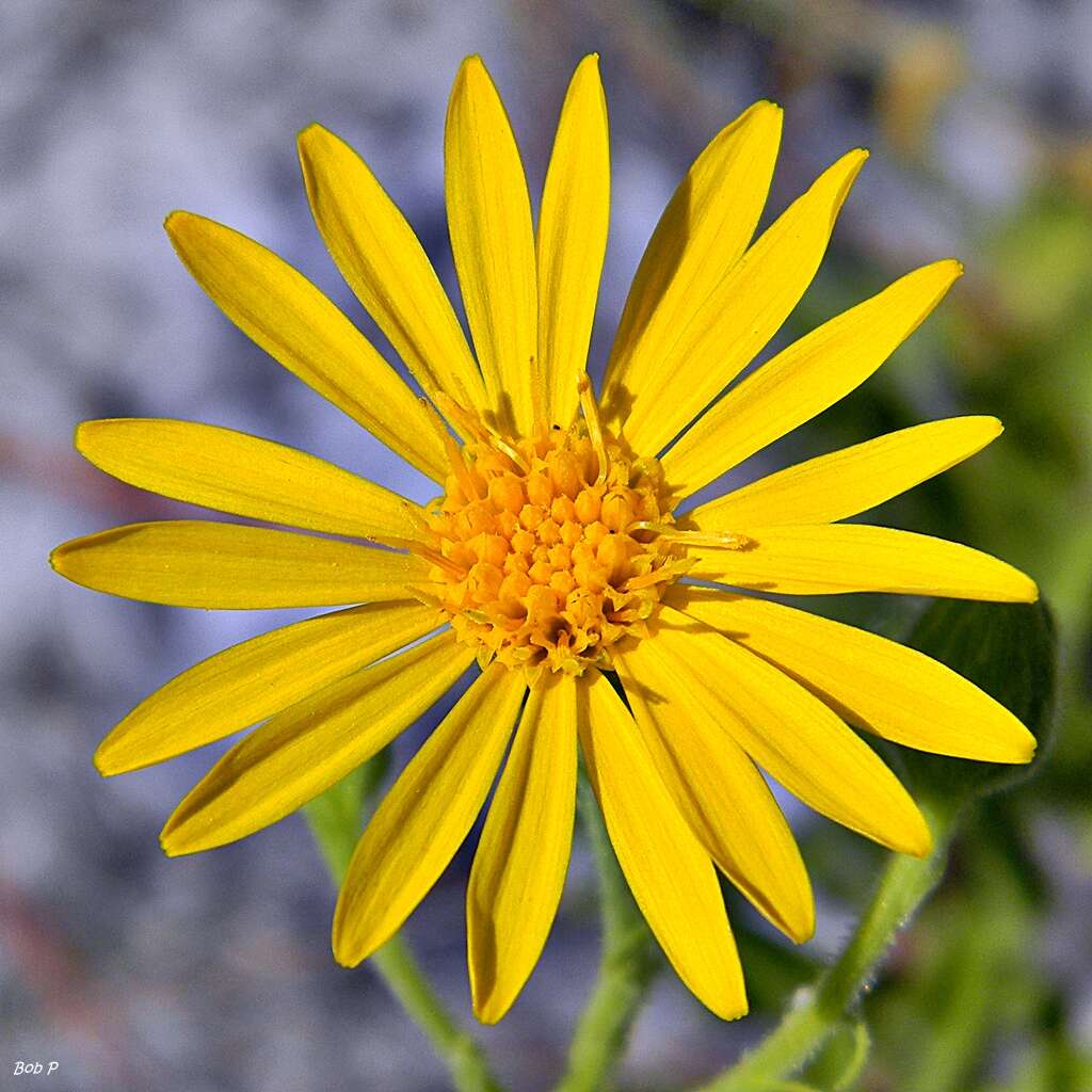 Image of goldenaster